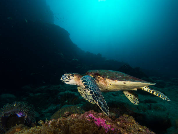 istock Hawksbill turtle on a coral reef 1019467300