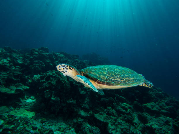 istock Hawksbill turtle on a coral reef with sun rays beaming down in the background 1019467960