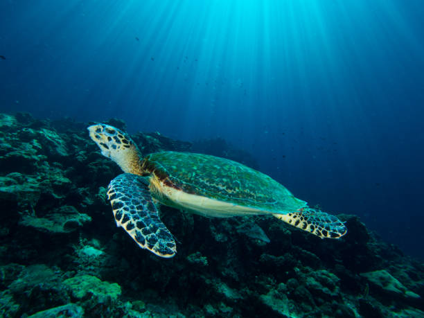 istock Hawksbill turtle on a coral reef with sun rays beaming down in the background 1019468028