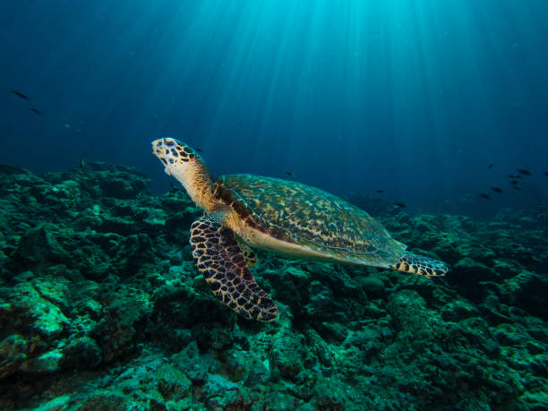 istock Hawksbill turtle on a coral reef with sun rays beaming down in the background 1019468030