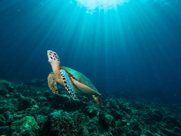 istock Hawksbill turtle on a coral reef with sun rays beaming down in the background 1019468090