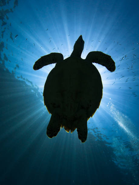 Underwater view of a sea turtle swimming in the crystal clear waters of Zamami island in the Kerama island chain.