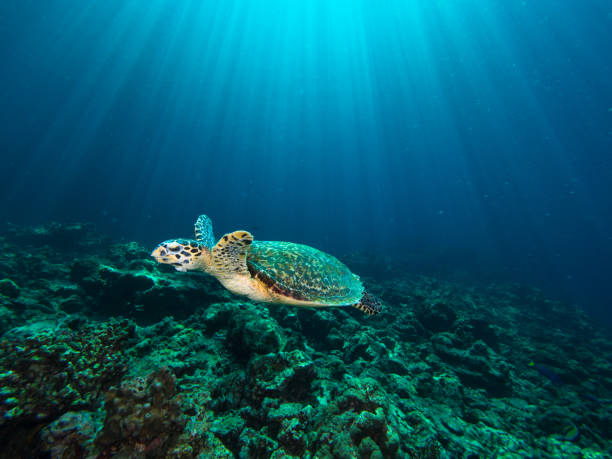 istock Hawksbill turtle on a coral reef with sun rays beaming down in the background 1019468094