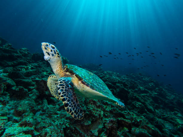 istock Hawksbill turtle on a coral reef with sun rays beaming down in the background 1019468122