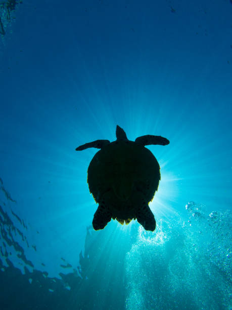 istock silhouette of a hawksbill turtle against the sun 1019468180