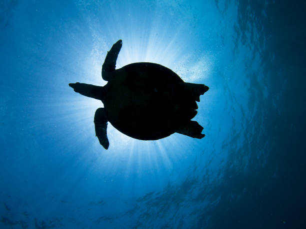 istock silhouette of a hawksbill turtle against the sun 1019468618