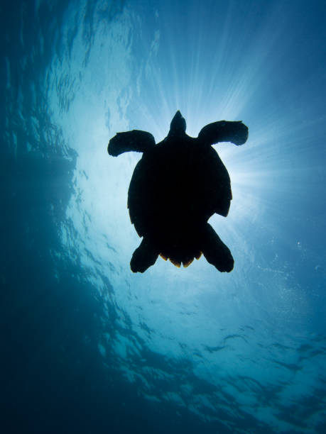 istock silhouette of a hawksbill turtle against the sun 1019472950