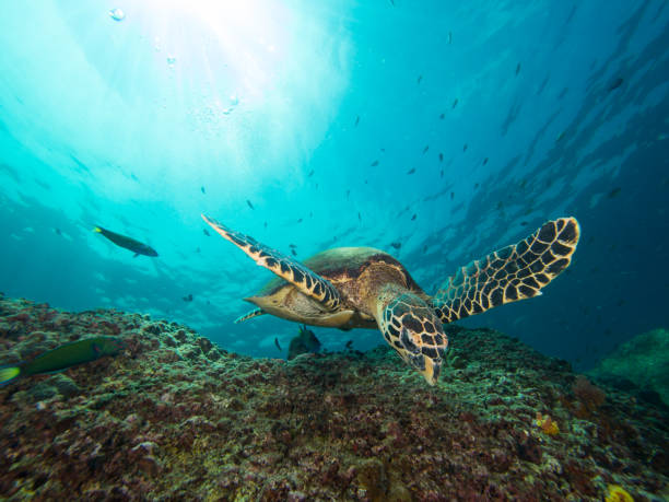 istock Hawksbill turtle swimming over a coral reef with the sun behind 1019473204