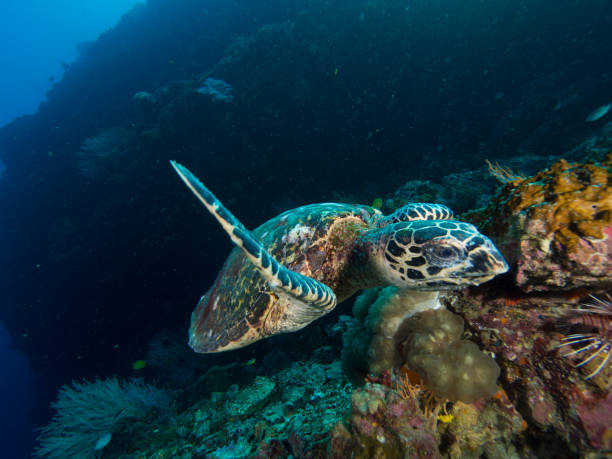 istock Hawksbill turtle eating on a coral reef 1019473382