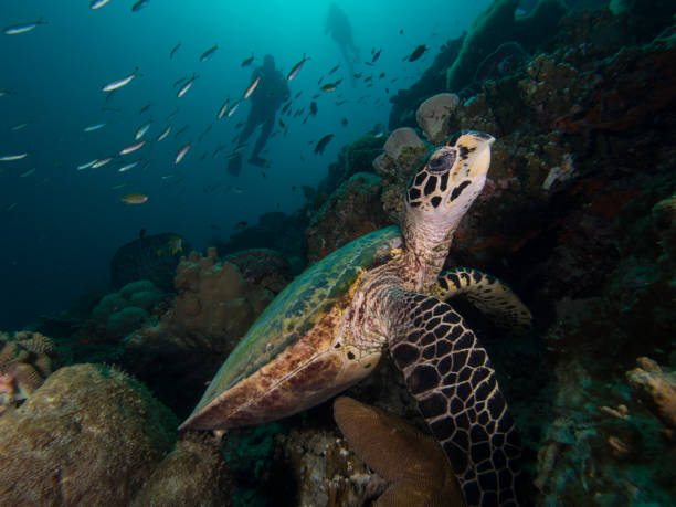 istock Hawksbill turtle on a coral reef with a diver silhuette in the background 1019473696