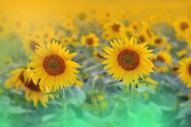 Sunflowers,Field,Summer,Sun,Nature