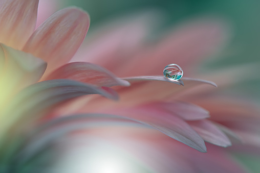 Gerbera daisy .Abstract macro photo with Flowers and water drops.Artistic Background for desktop. Flowers made with pastel tones.Tranquil abstract closeup art photography.Print for Wallpaper.Floral fantasy design.