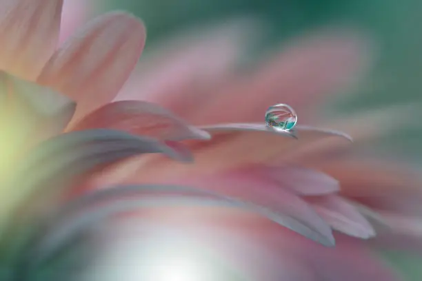 Drop, Reflection, Flower,Nature,Pink