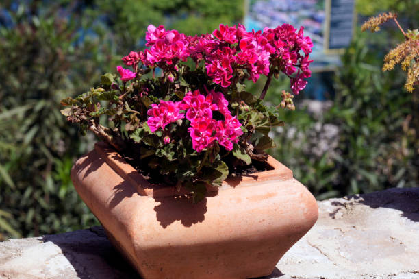 istock Beautiful garden flowers in macro 1019480284