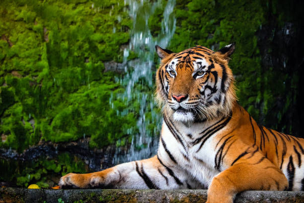 緑豊かな緑の生息地と美しいベンガルトラの肖像画を間近します。 - tiger roaring danger power ストックフォトと画像