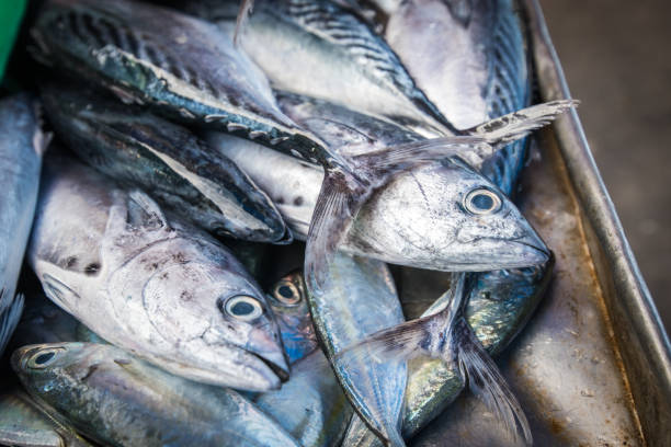 Skipjack tuna fish Skipjack tuna fish skipjack stock pictures, royalty-free photos & images
