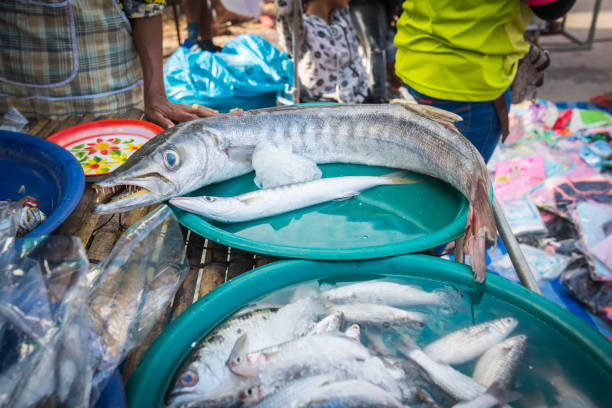 istock Dish with fresh raw barracuda fishes 1019485426