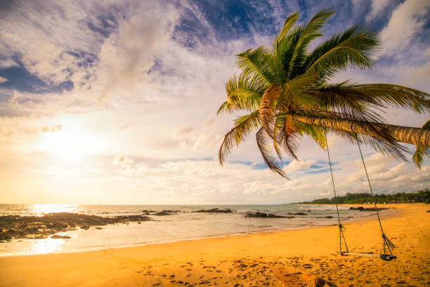 istock Coconut Palm tree and Hammock on the white sandy beach at Phangnga Thailand 1019485522