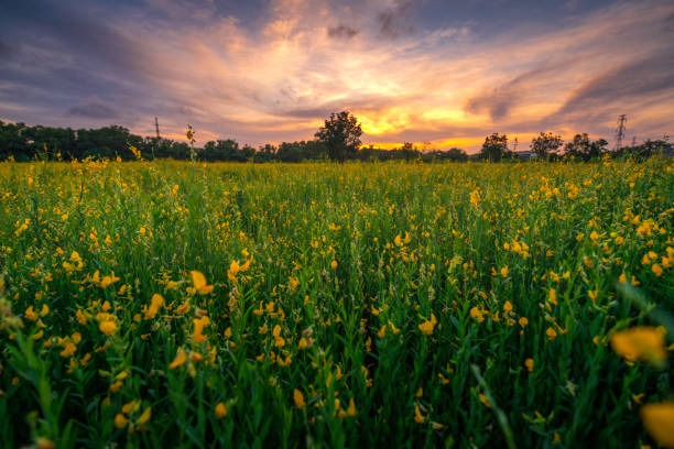 istock yellow sunhemp flowers 1019485968