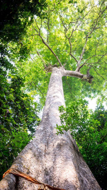 istock The Hugh tree with green and orange leaves from bottom view. can be use to  natural background 1019489048