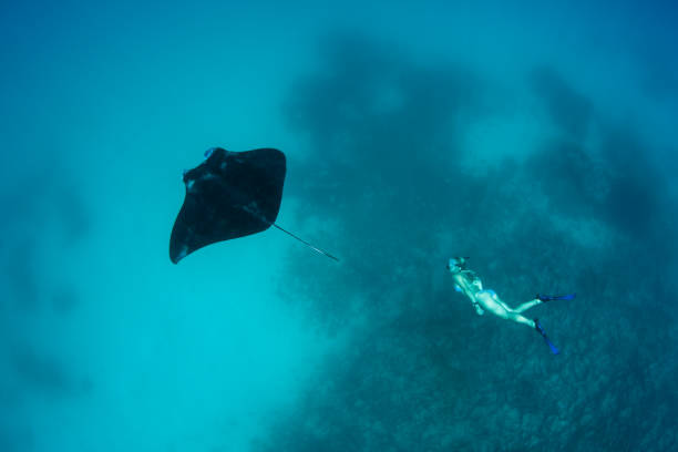 istock Manta Ray and Free Diver 1019489476