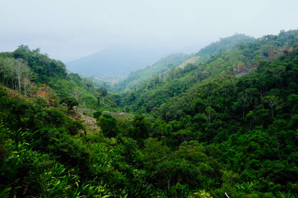 Santa Marta, Magdalena / Colombia - MARCH 10 2016 : cleared fields indicate the once coca plantations the military since destroyed