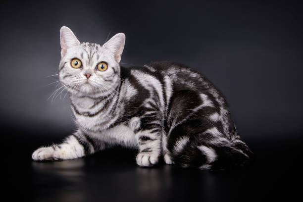 istock American shorthair cat on colored backgrounds 1019494222