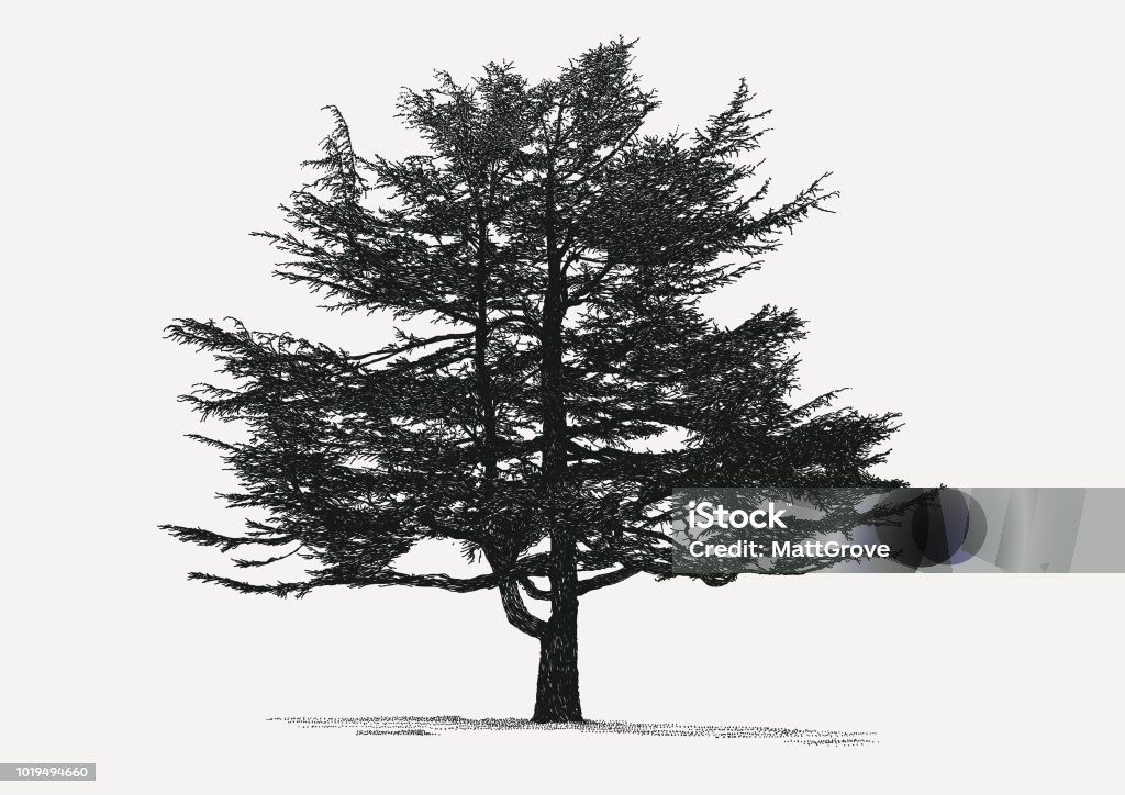 Conifer Tree Vector Stroke illustration. All colours are layered and grouped separately. Easily editable. Cedar Tree stock vector