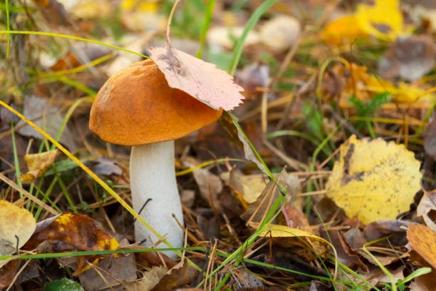 istock Mushroom in autumn forest. Autumn picture 1019494684