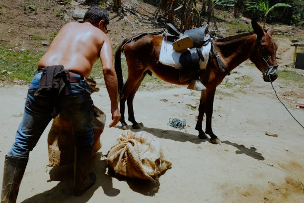santa marta, magdalena / colombia - 10 marzo 2016 : uomo locale che trasporta merci su per la montagna - lost horse valley foto e immagini stock