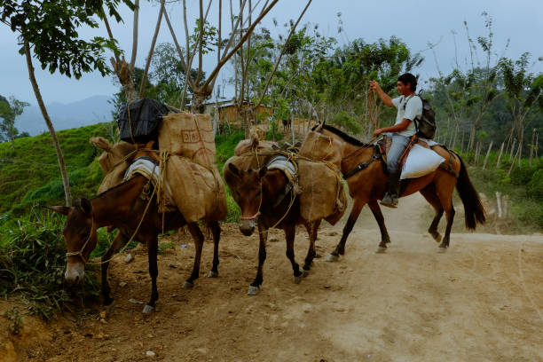 санта-марта, магдалена / колумбия - march 10 2016 : местный житель транспортировки товаров в гору - lost horse valley стоковые фото и изображения