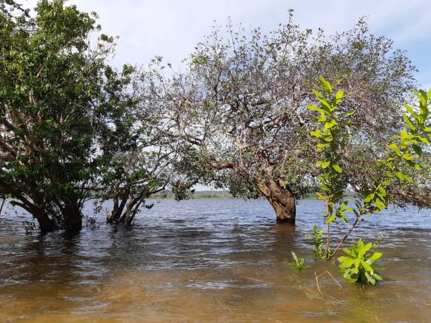 istock AMAZONICA REGION - TAPAJOS - FOR 1019498342