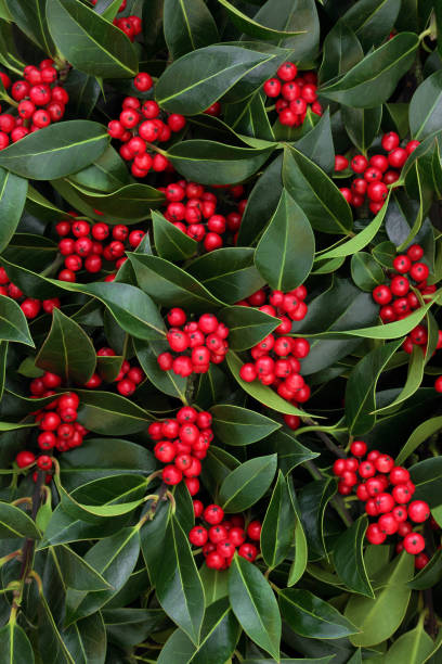 istock Holly Bush with Red Berries 1019499288