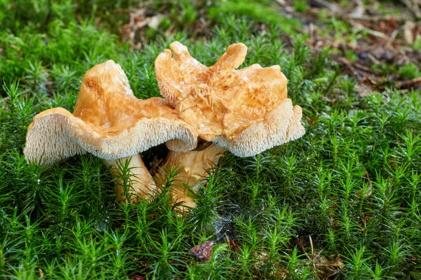 Hydnum repandum. Fungus in the natural environment Hydnum repandum - edible mushroom. Fungus in the natural environment. English: sweet tooth, wood hedgehog, hedgehog mushroom hedgehog mushroom stock pictures, royalty-free photos & images