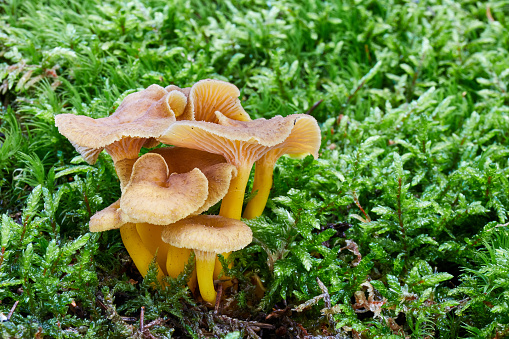 Craterellus tubaeformis - edible mushroom. Fungus in the natural environment. English: Yellowfoot, winter mushroom, Funnel Chanterelle