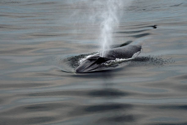 Huge sea mammal, a Fin Whale blowing air and water through it's blow hole