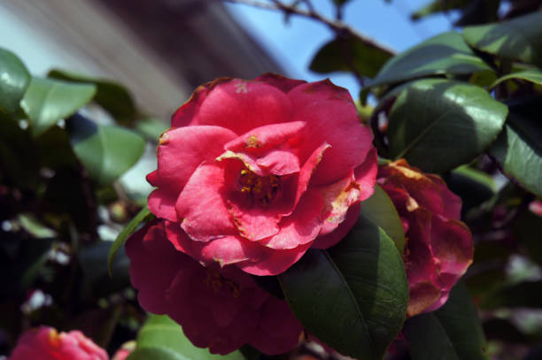 istock Garden flowers in macro 1019513766
