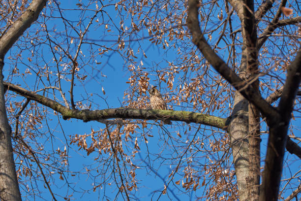 asio otus - hibou moyen-duc - red owl screech owl animal photos et images de collection