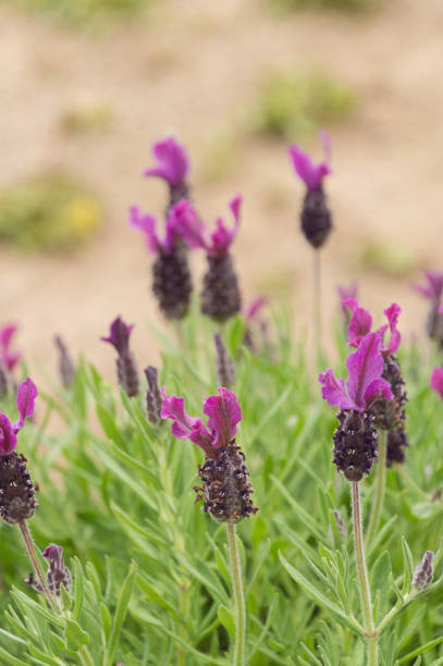 istock Fragrant spanish lavender lavandula Stoechas flowing close-up 1019517648