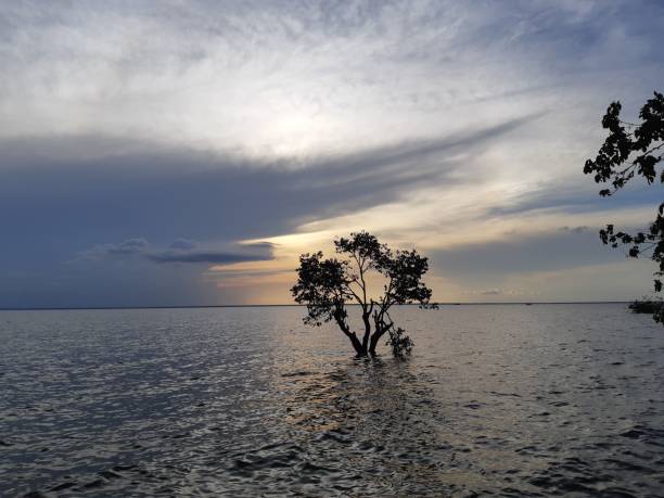 istock AMAZONICA REGION - TAPAJOS - FOR 1019518216