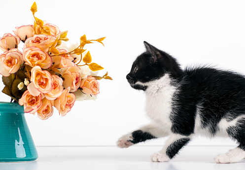 Cute little black and white kitten playing with rose flowers
