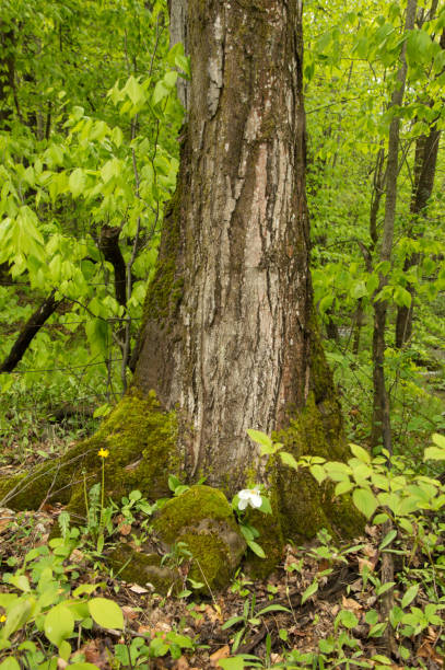 Maple tree trunk close-up with white trillium flower in the woods