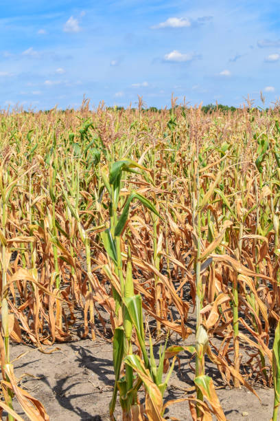 istock Maize field suffering from the drought in the sunshine 1019523496