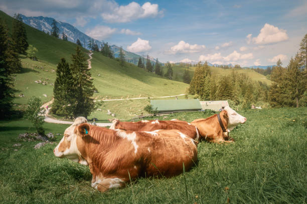 A herd of cows standing on meadow