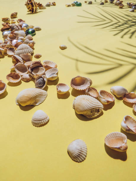 istock Holiday, vacation tropical beach from above - palm tree leaves 1019523760