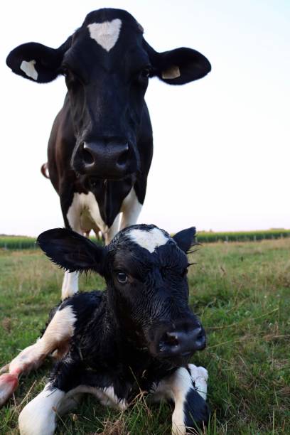 istock Mom and newborn calf at twilight 1019531390