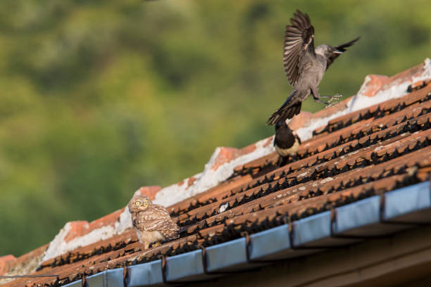 istock Little Owl, common magpie and Eurasian jackdaw 1019531494