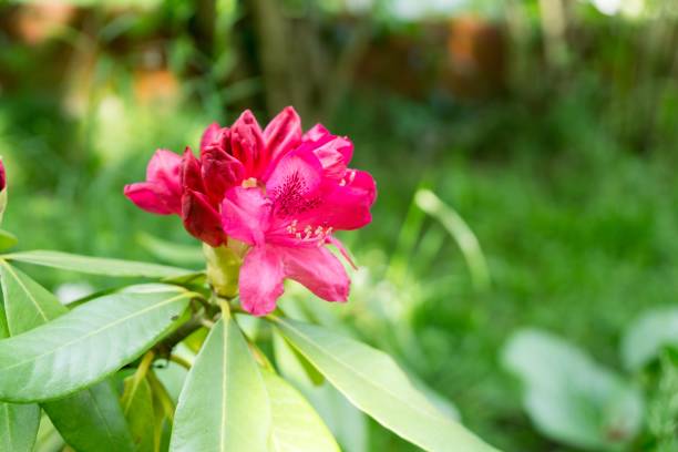 istock Colorful flowers. 1019531612