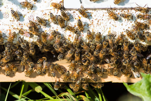 istock bees at hive entrance 1019532358