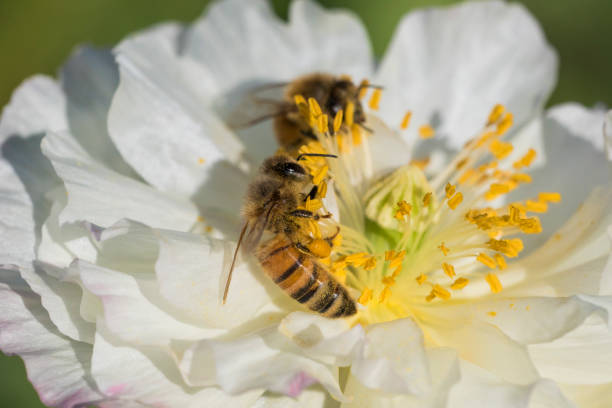 istock bee in poppy flower 1019534682